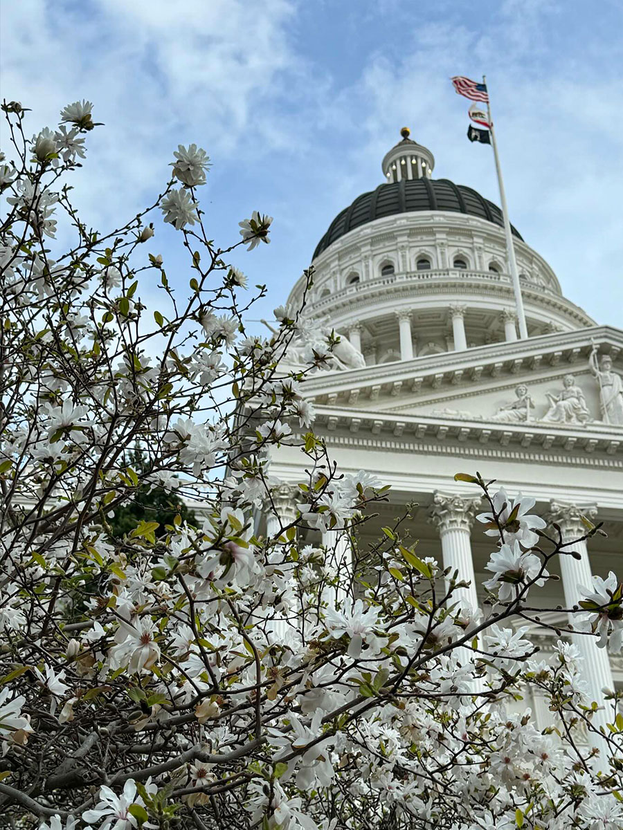 White blossoms in front of a grand capitol building.