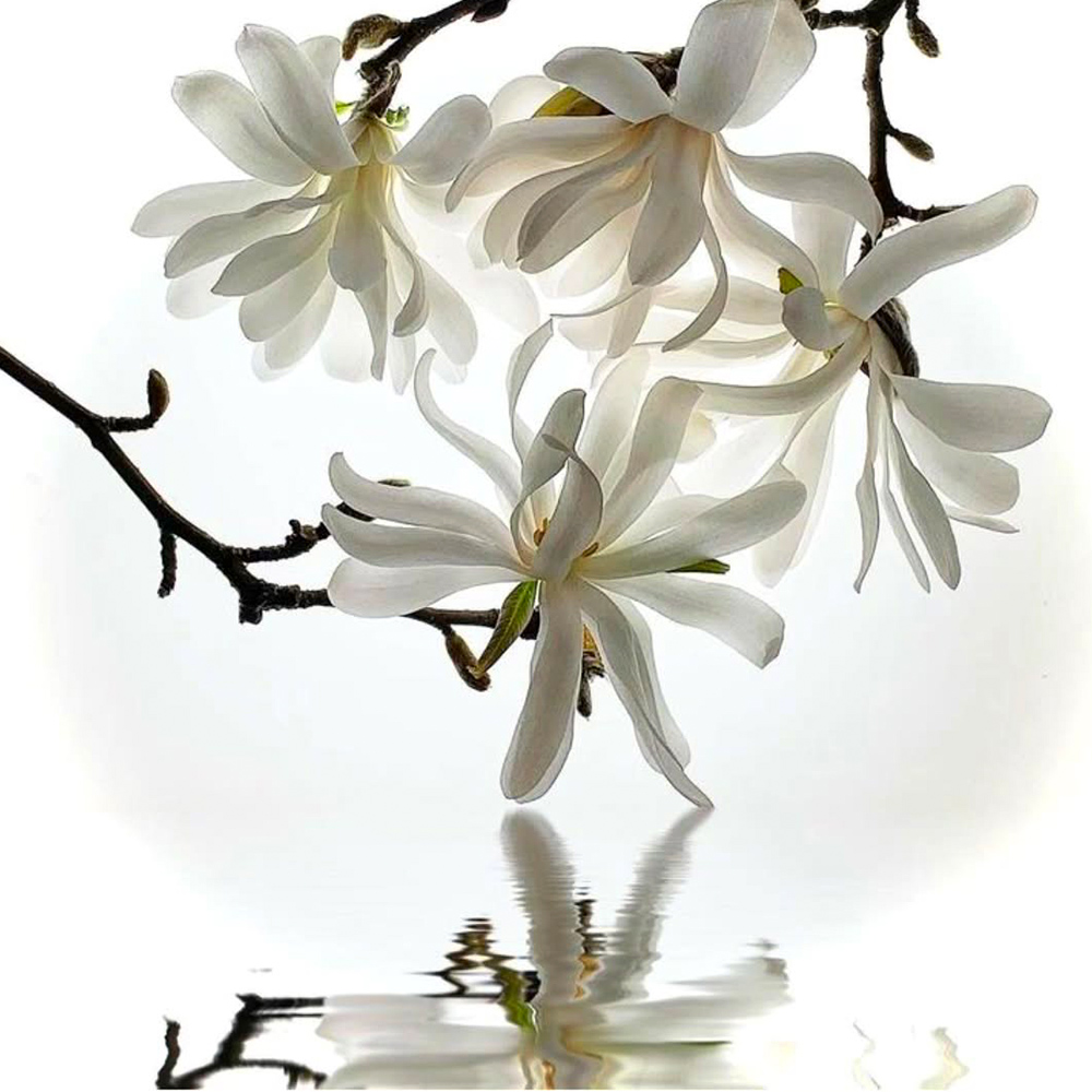 White magnolia flowers with water reflection, elegant view.