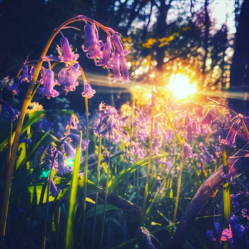 Bluebell flowers in sunset