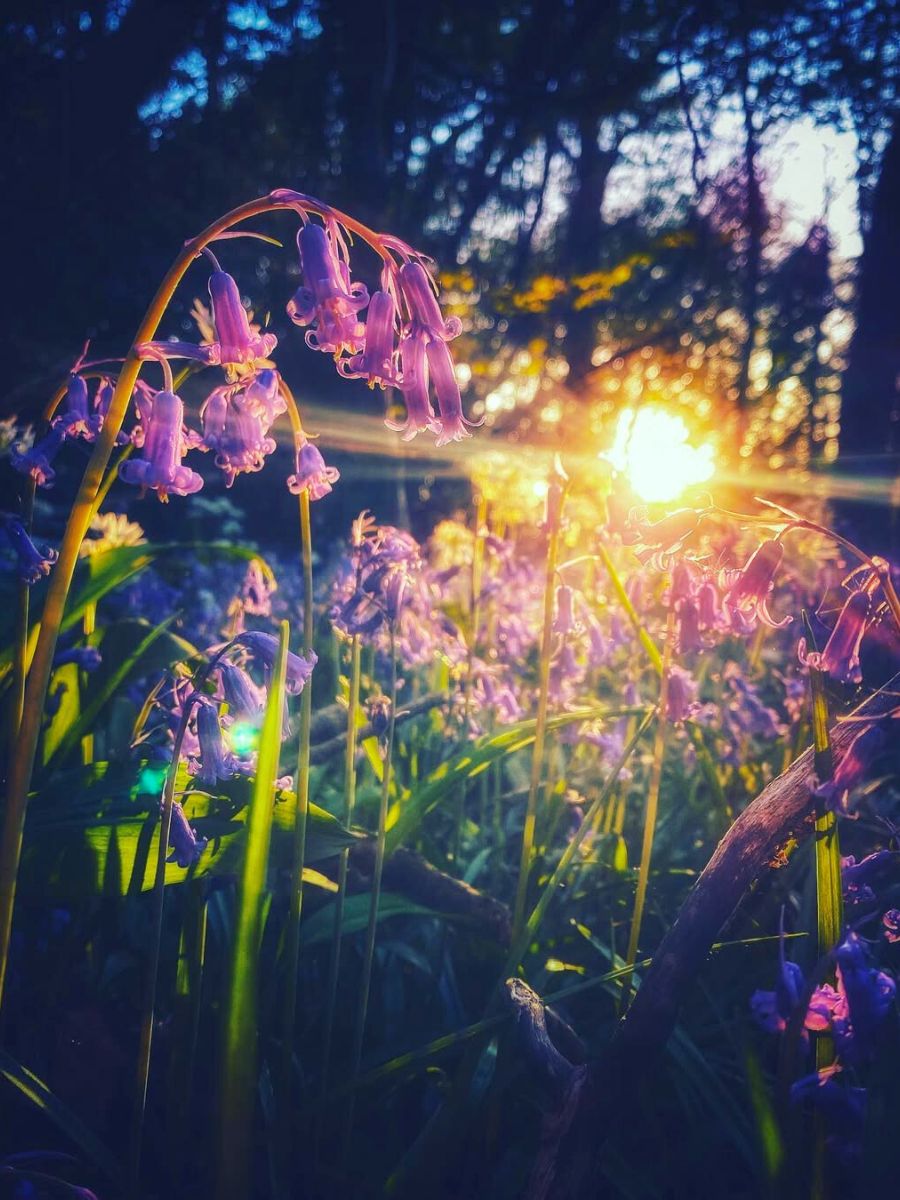 Bluebell flowers in a field with sun