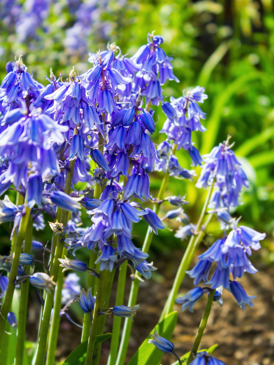 Grouped bluebell flowers in blue color