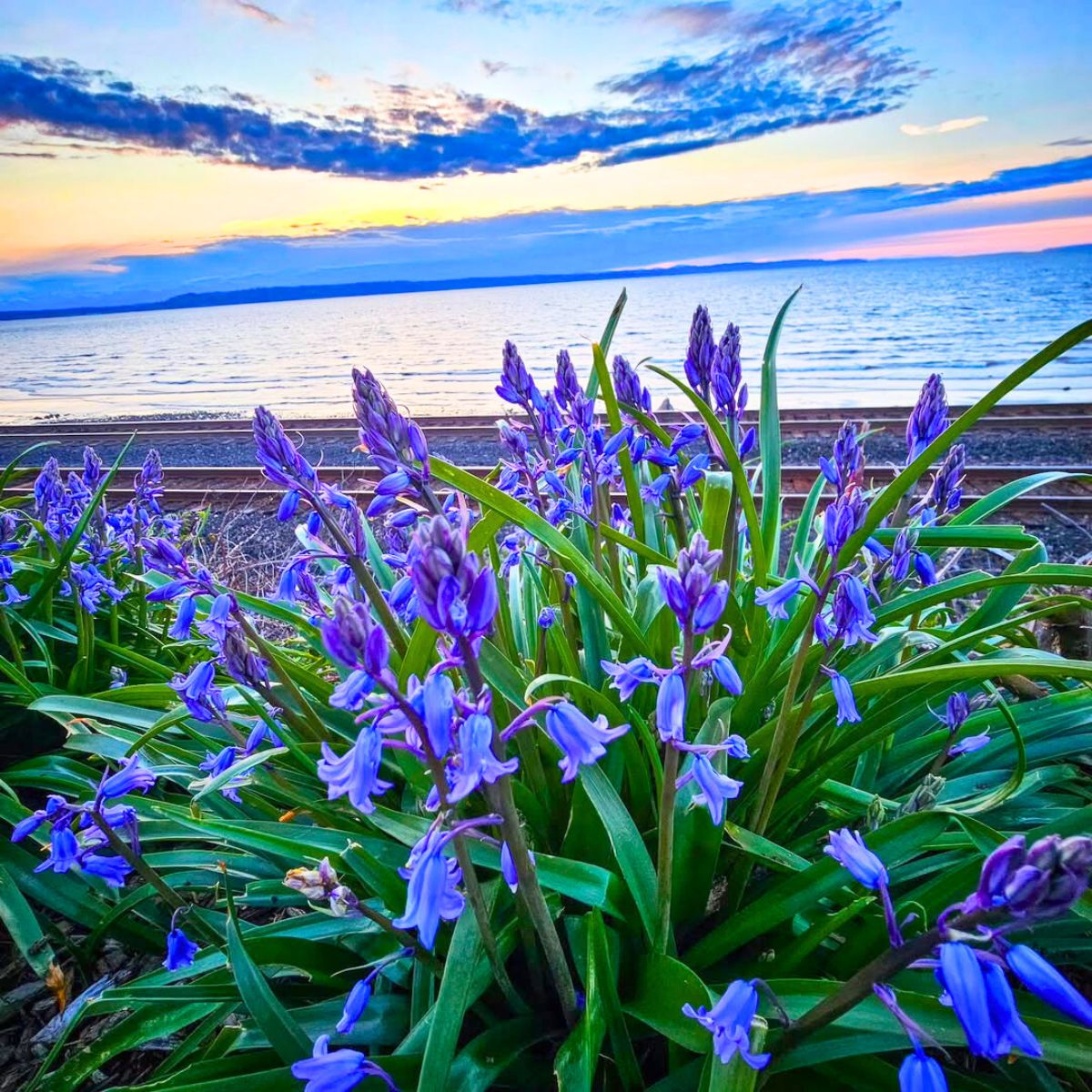 Bluebell flowers during the sunset hour