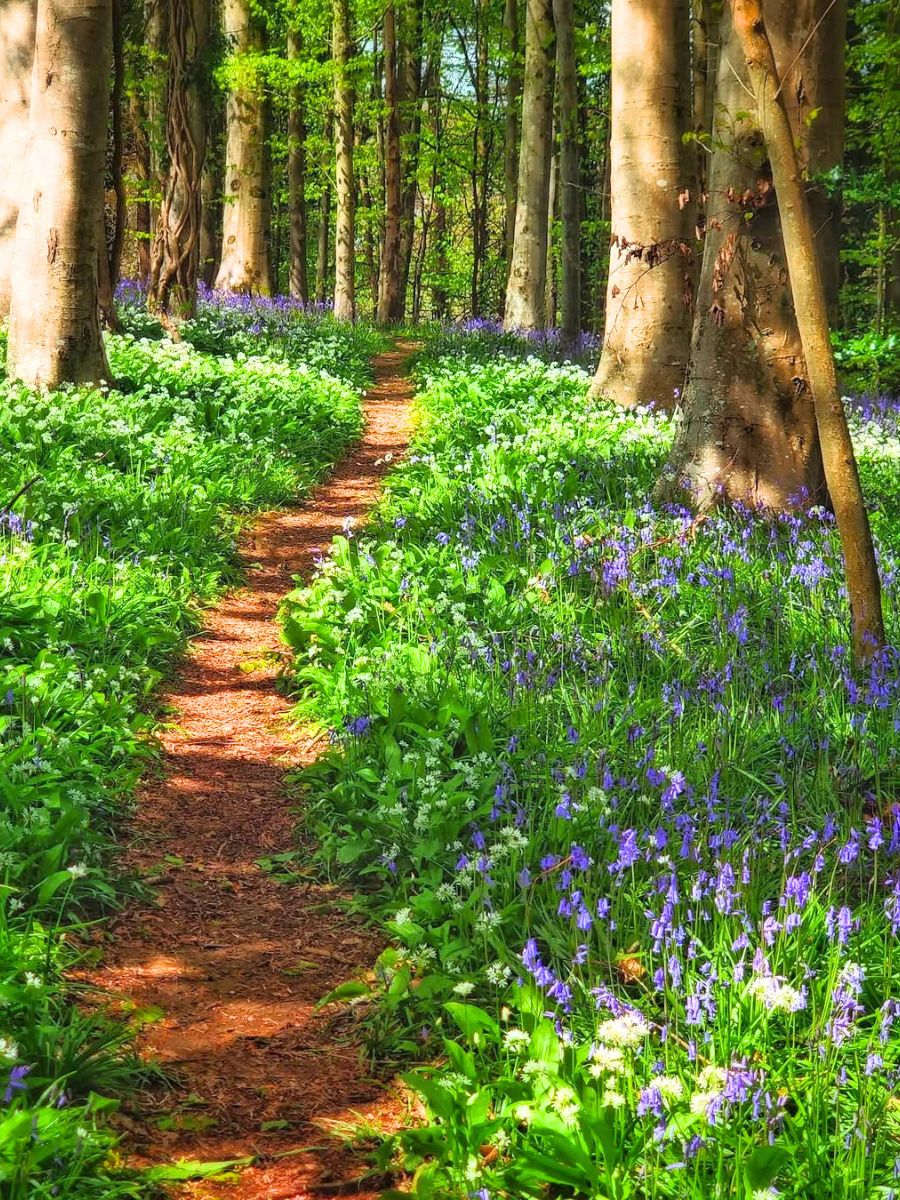 The enchantment of bluebell flowers