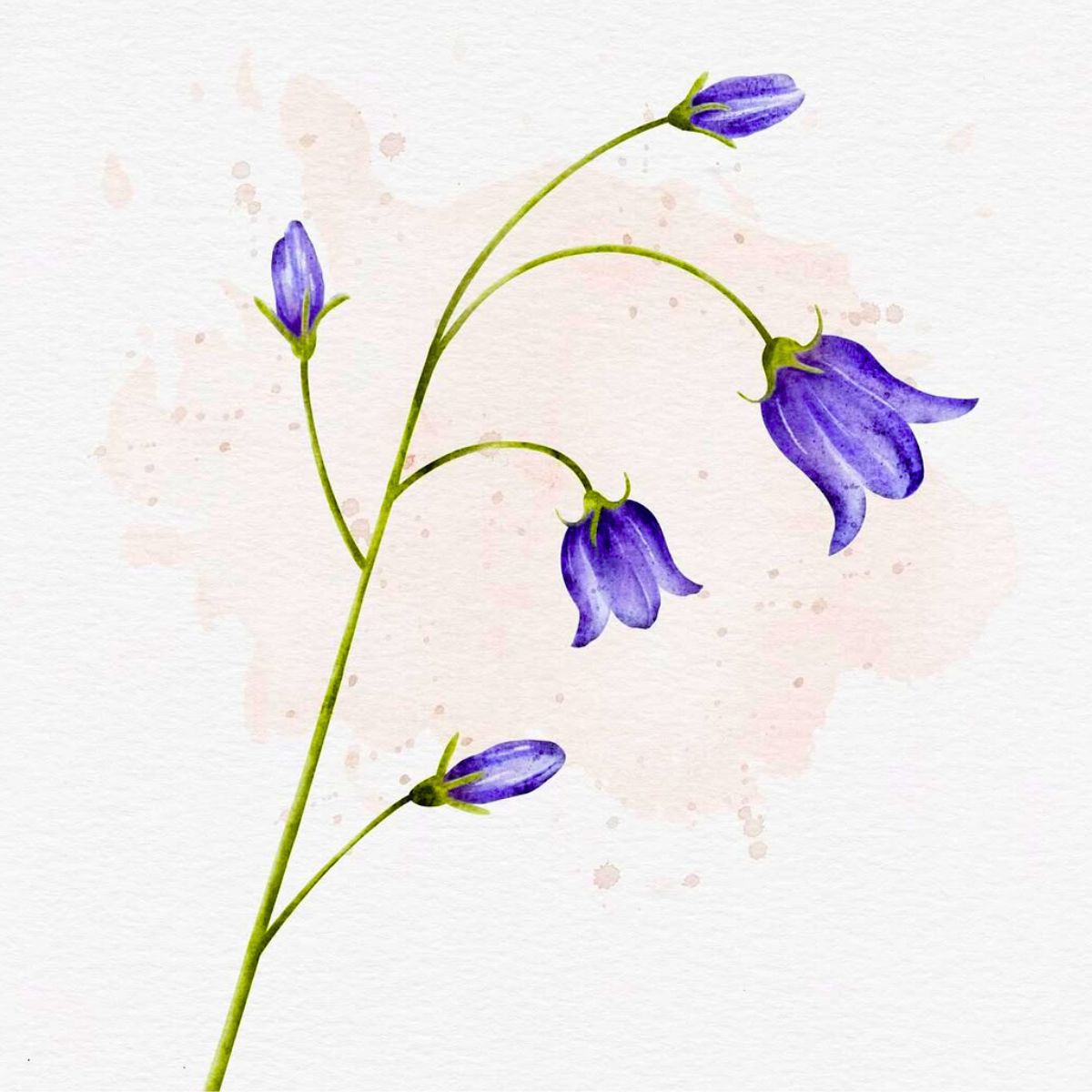 Watercolor bluebell flowers