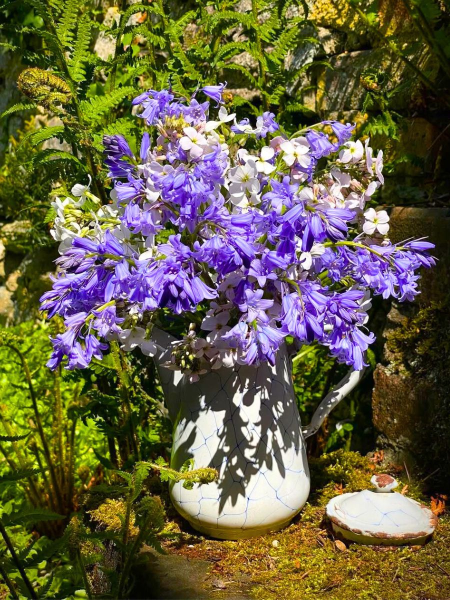 Purple bluebell flowers in a vase