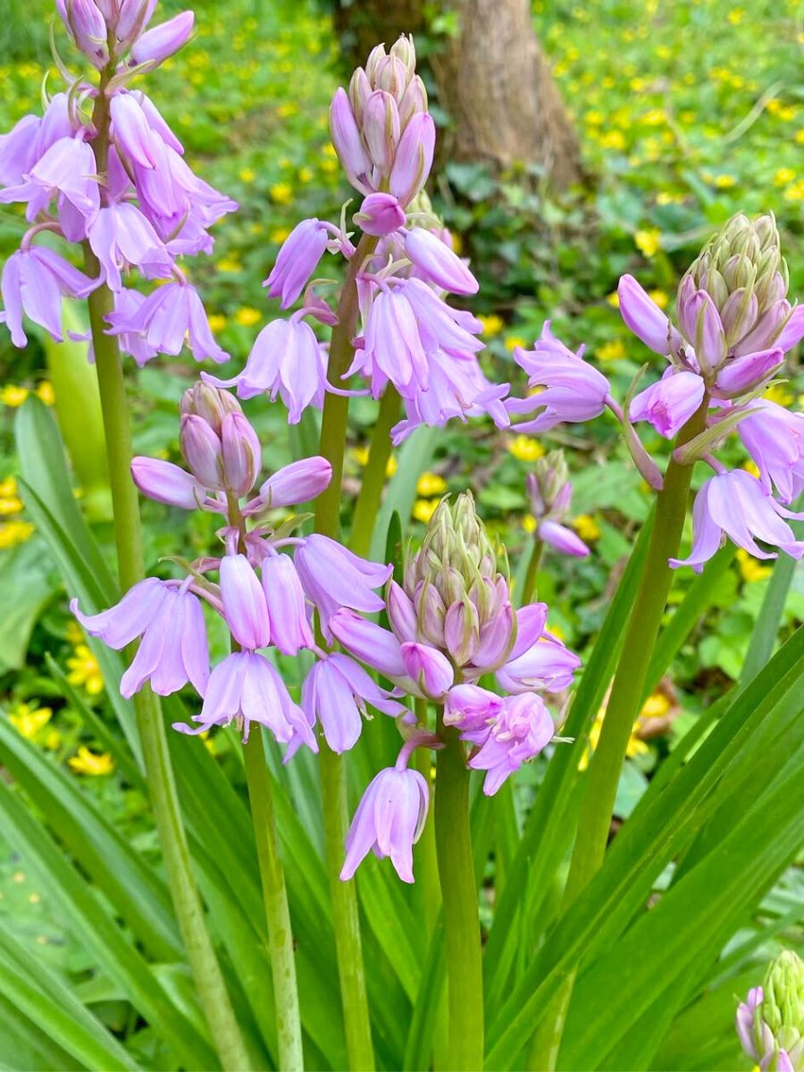 Pink bluebell flowers