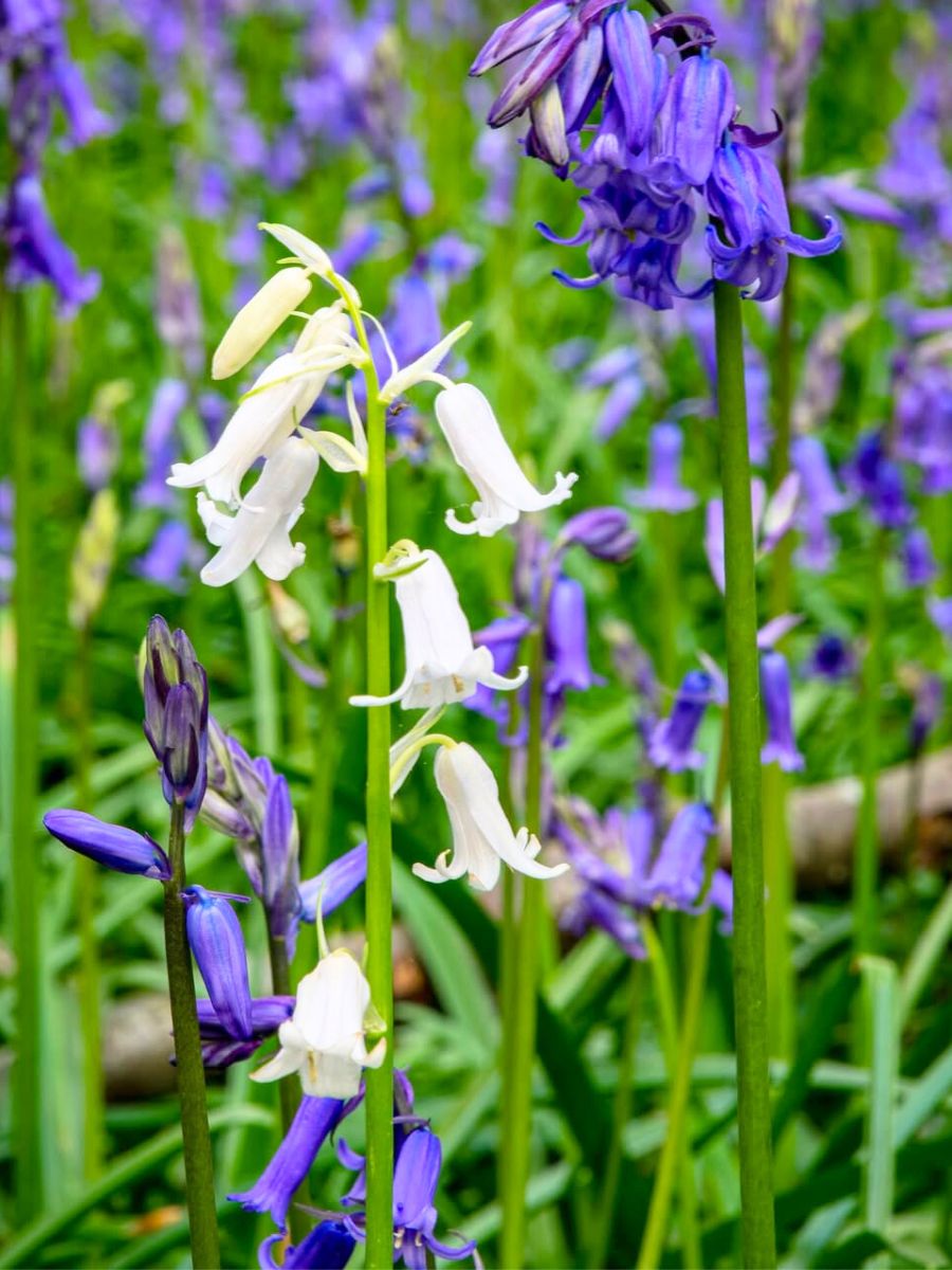 White and purple bluebell flowers