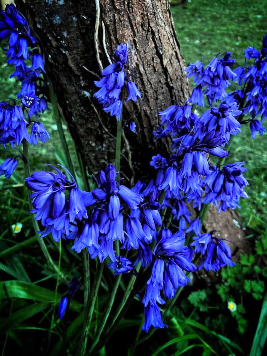 Blue bluebell flowers in the woods