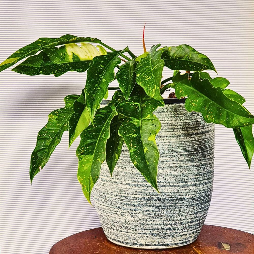 A vibrant plant with large, green leaves in a pot.