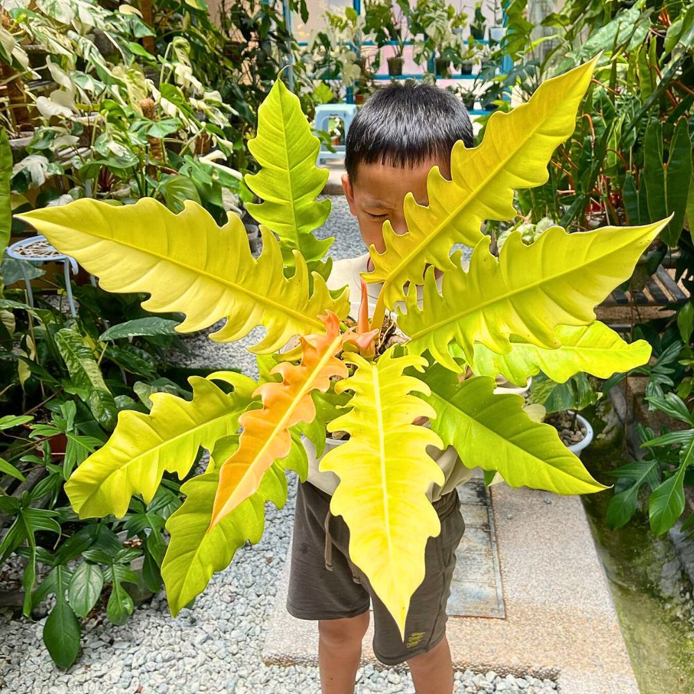 A child holds a large, colorful plant in a garden.