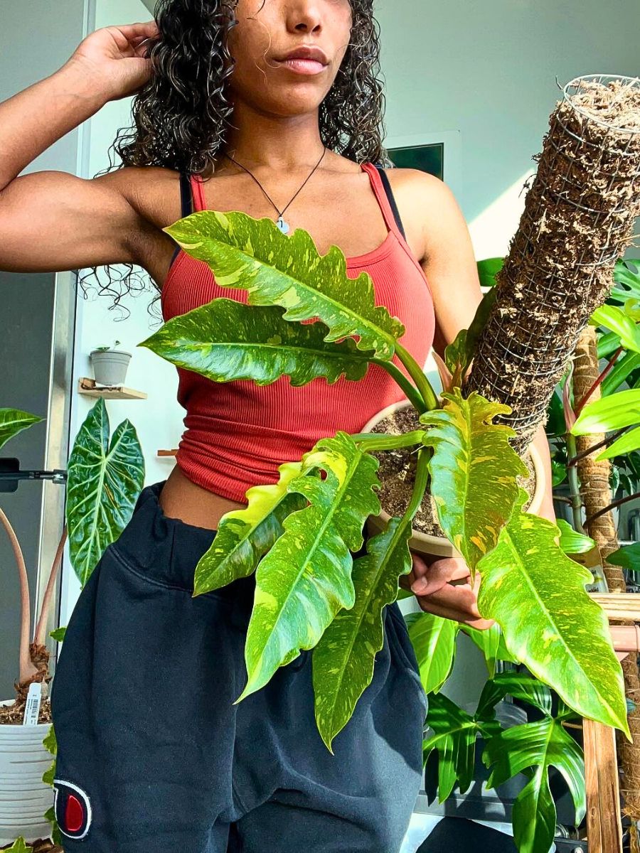 Philodendron Woman holds a houseplant, showcasing its vibrant leaves.