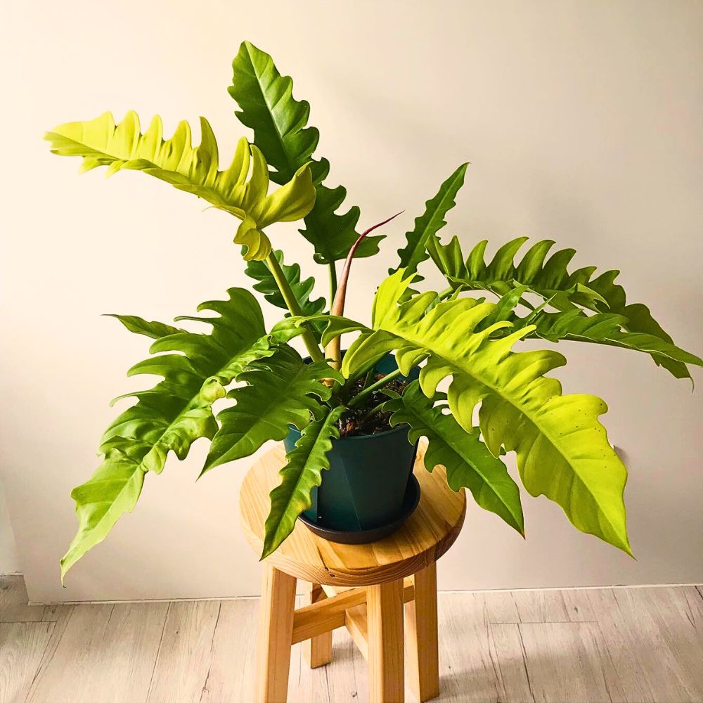 A vibrant Philodendron plant with large, split leaves sits in a green pot on a wooden stool against a light-colored wall.