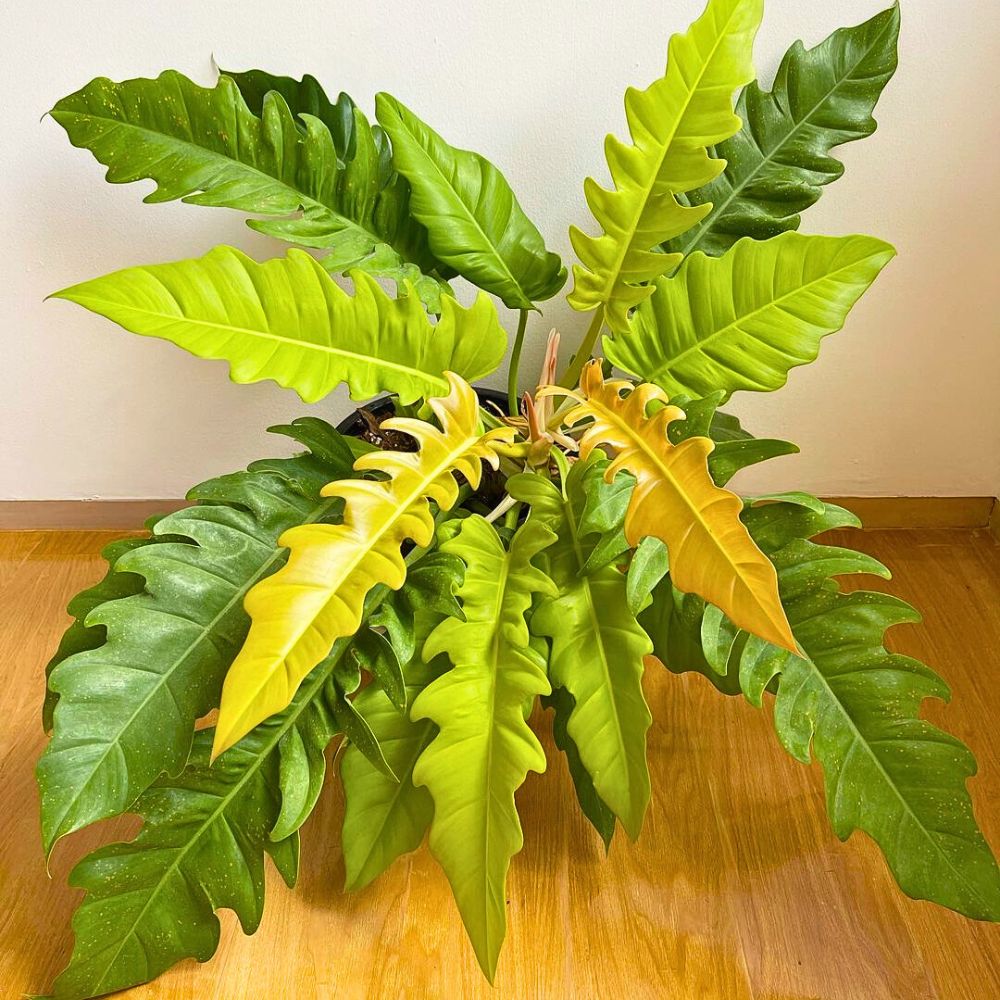 A close-up of a vibrant Philodendron plant with large, varying green leaves, some with a yellow hue, in a pot on a wooden floor.