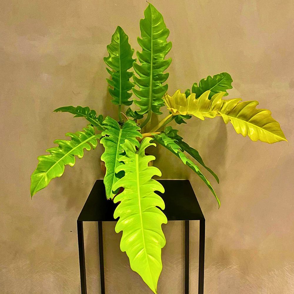 A bright green Philodendron plant with large, lobed leaves sits on a black table against a neutral wall.