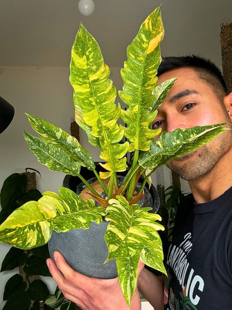 Person holds a Philodendron Ring of Fire plant.