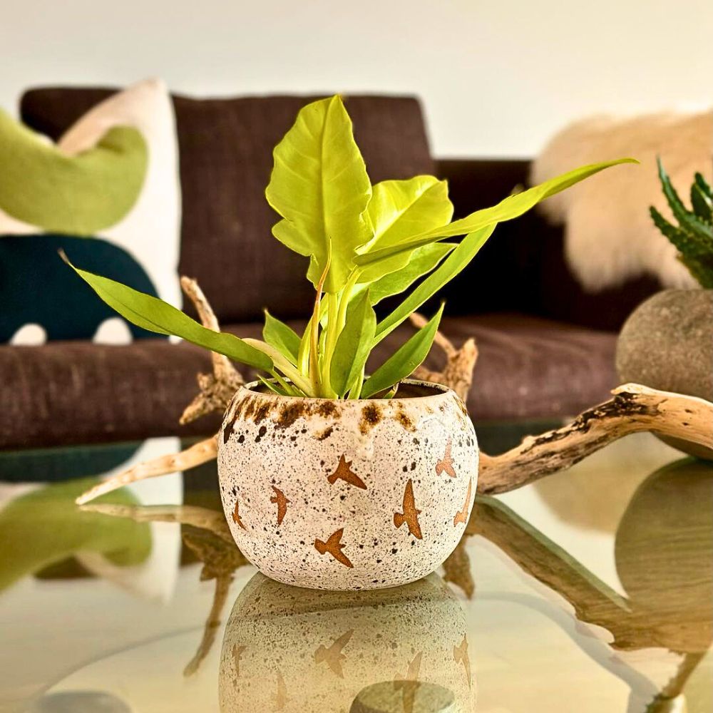 Bright green plant in a textured pot on a table.