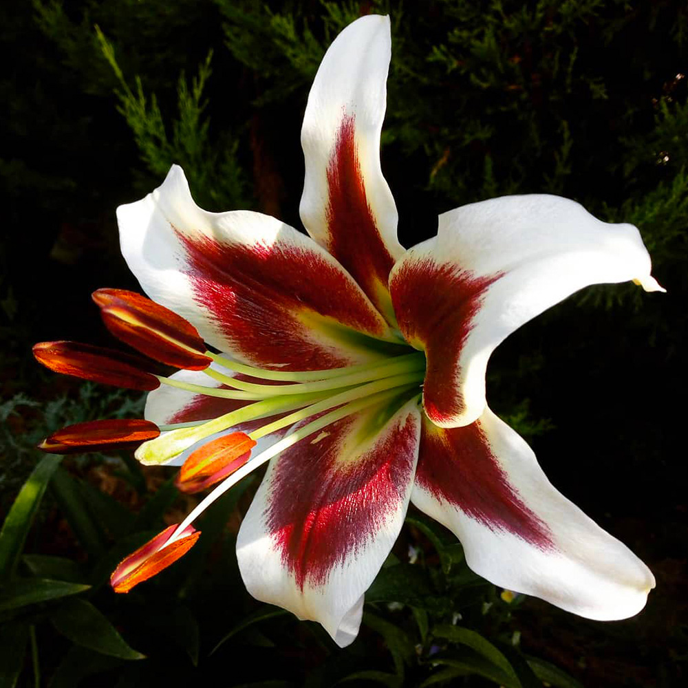 Lily flower meaning and symbolism in different cultures