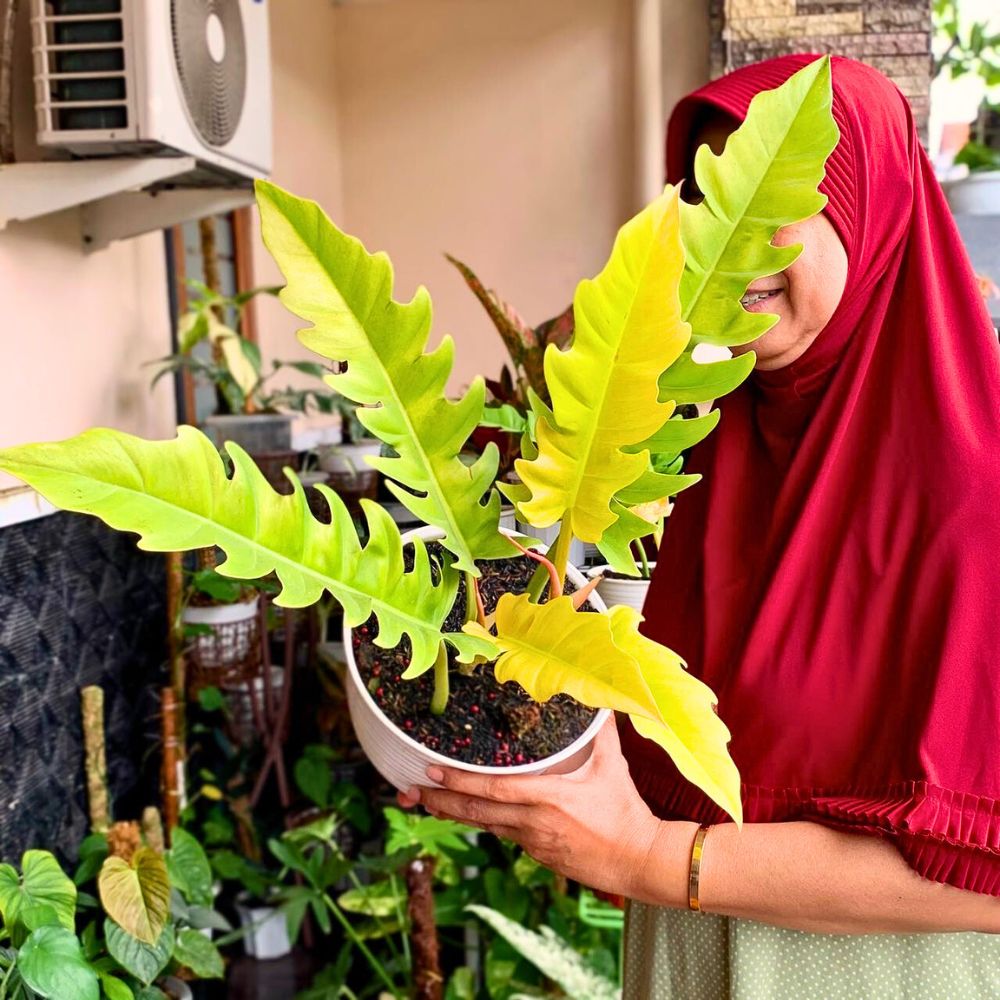 A woman in a red hijab holds a large, vibrant plant.