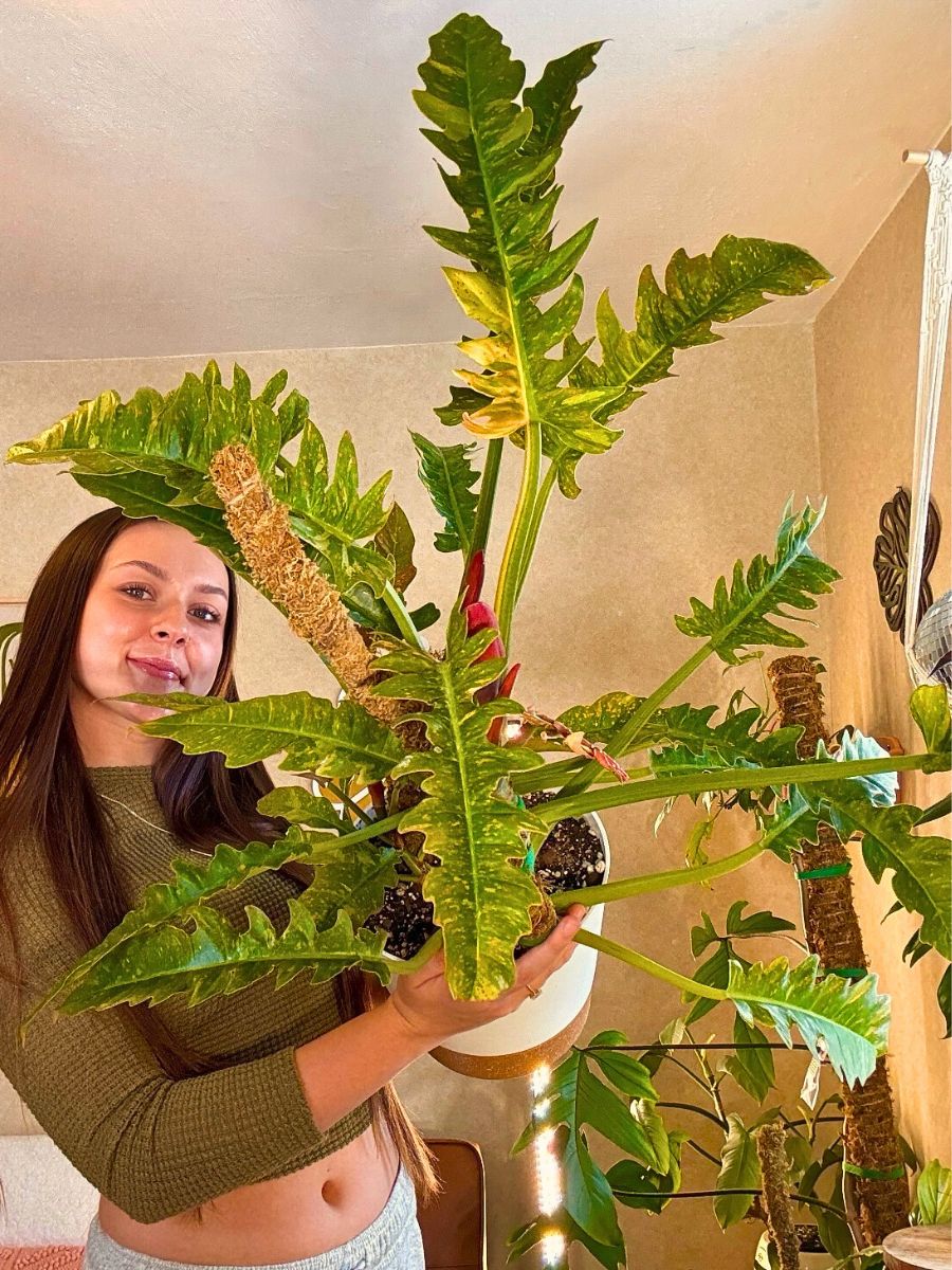 Philodendron ‘Woman proudly holds a large, leafy houseplant.