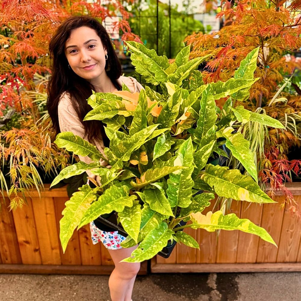 A smiling woman holds a large, leafy green plant.