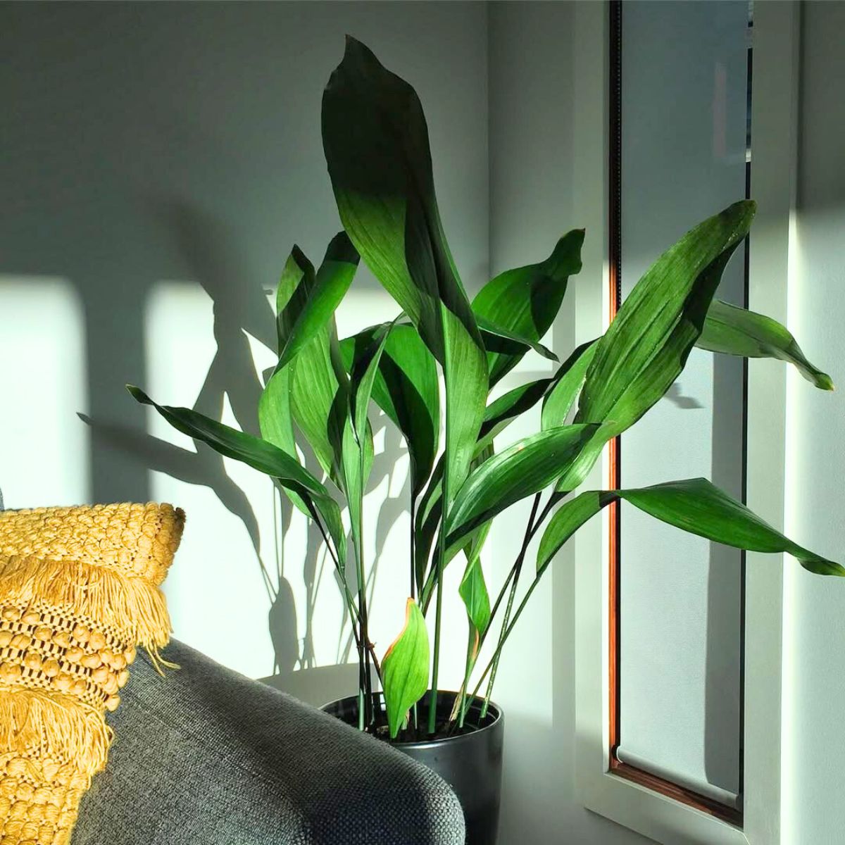 Cast Iron plant receiving sunlight