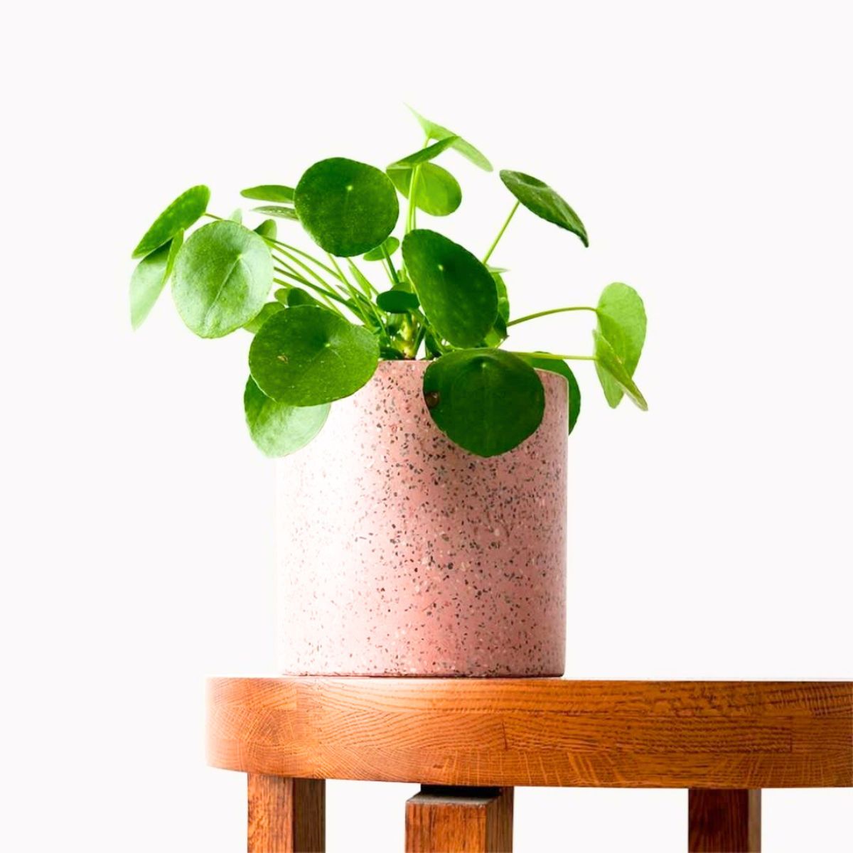 Chinese money plant placed on minimalistic wood table