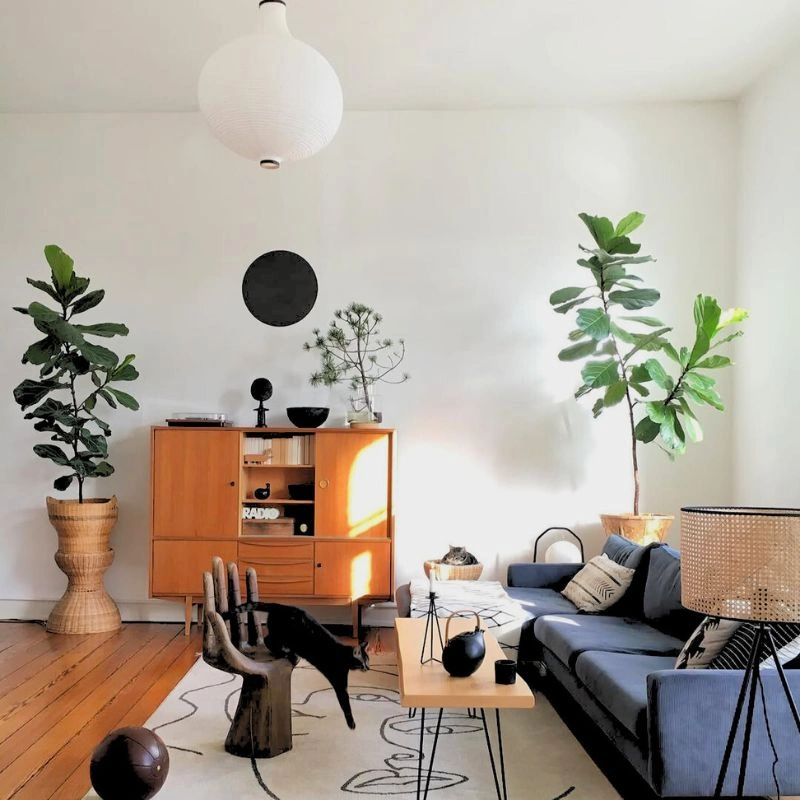 Ideal Houseplants for Japandi Aesthetics in Interior Design