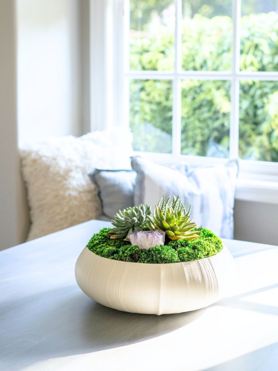 Succulents in a neutral ambiance