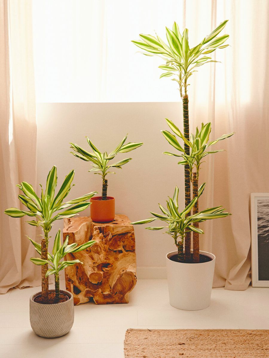 Dracaena fragans Japandi plants