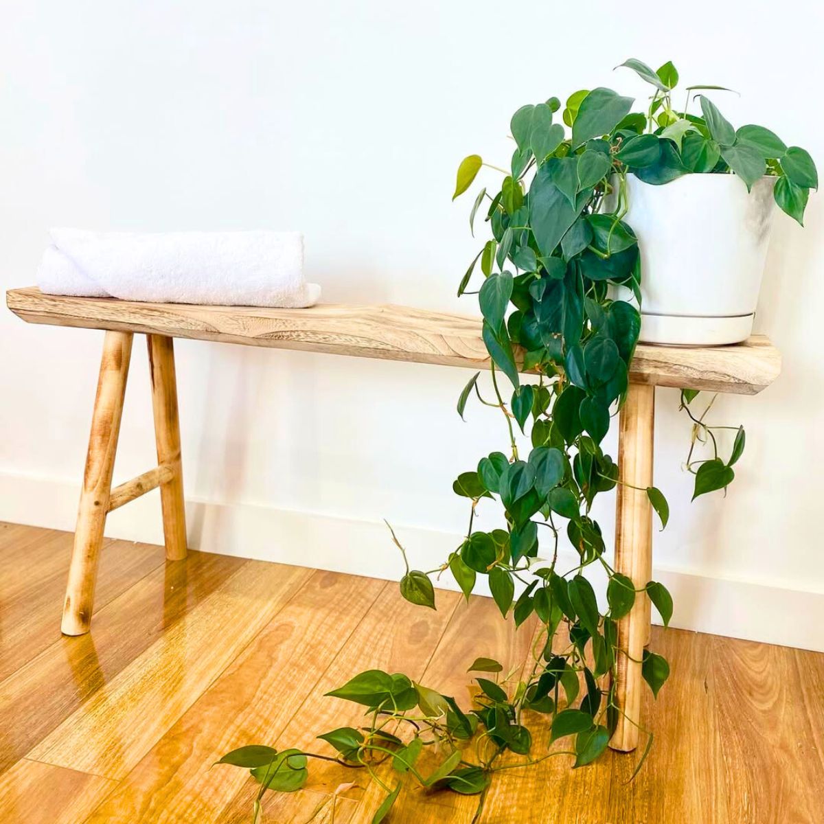 Heartleaf Philodendron on a table