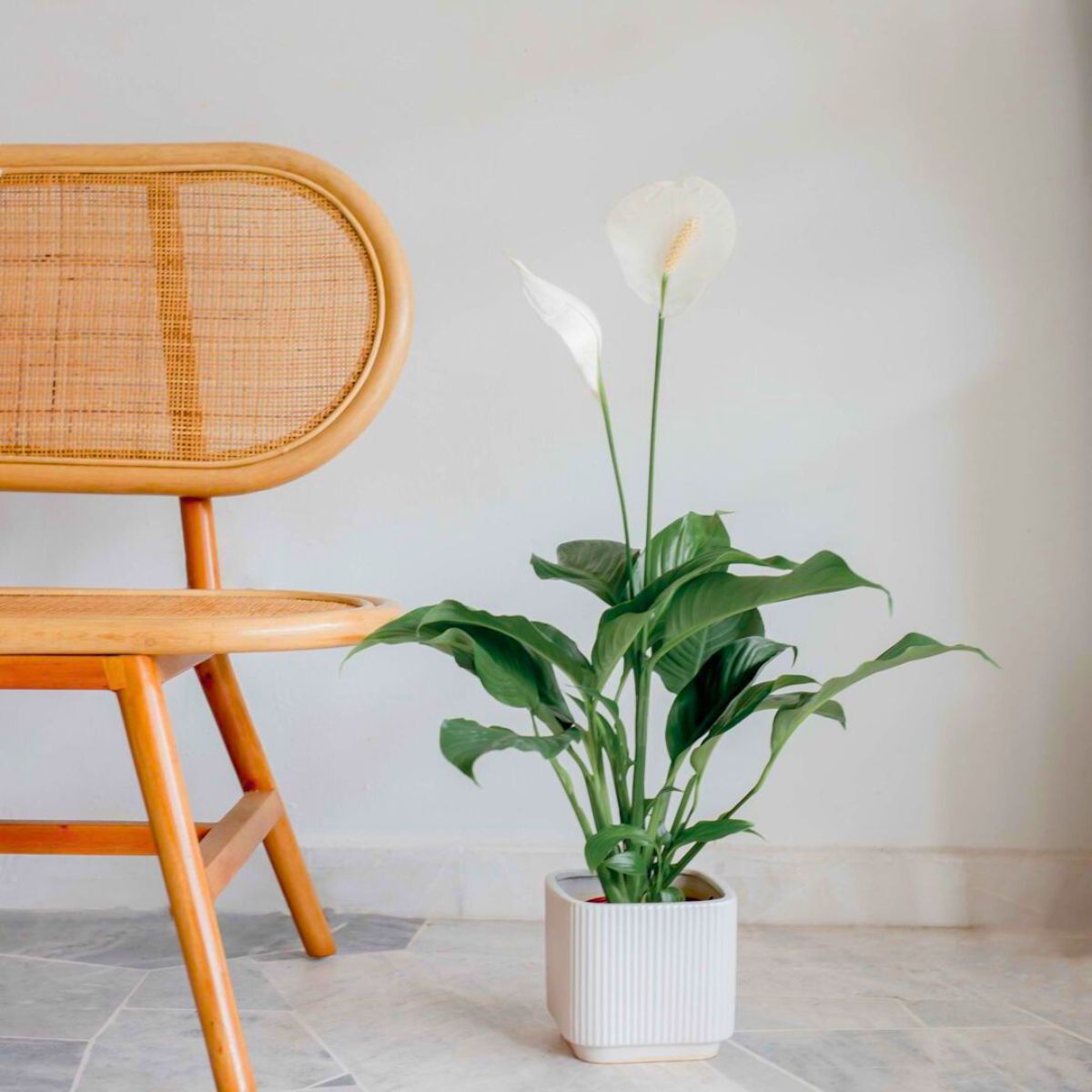 Peace Lily in white and beige interior