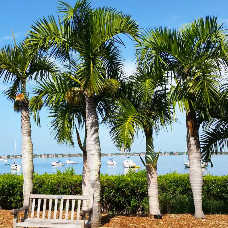 Spindle palm tree - Thursd Article Featured Image