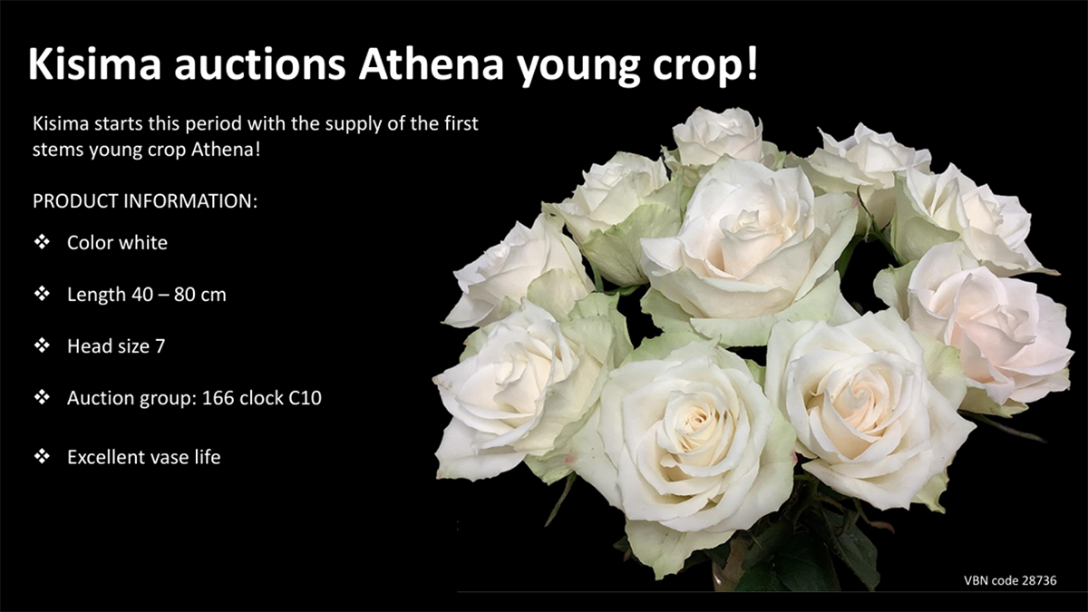 Rose Athena young crop by Fresco-Flowers