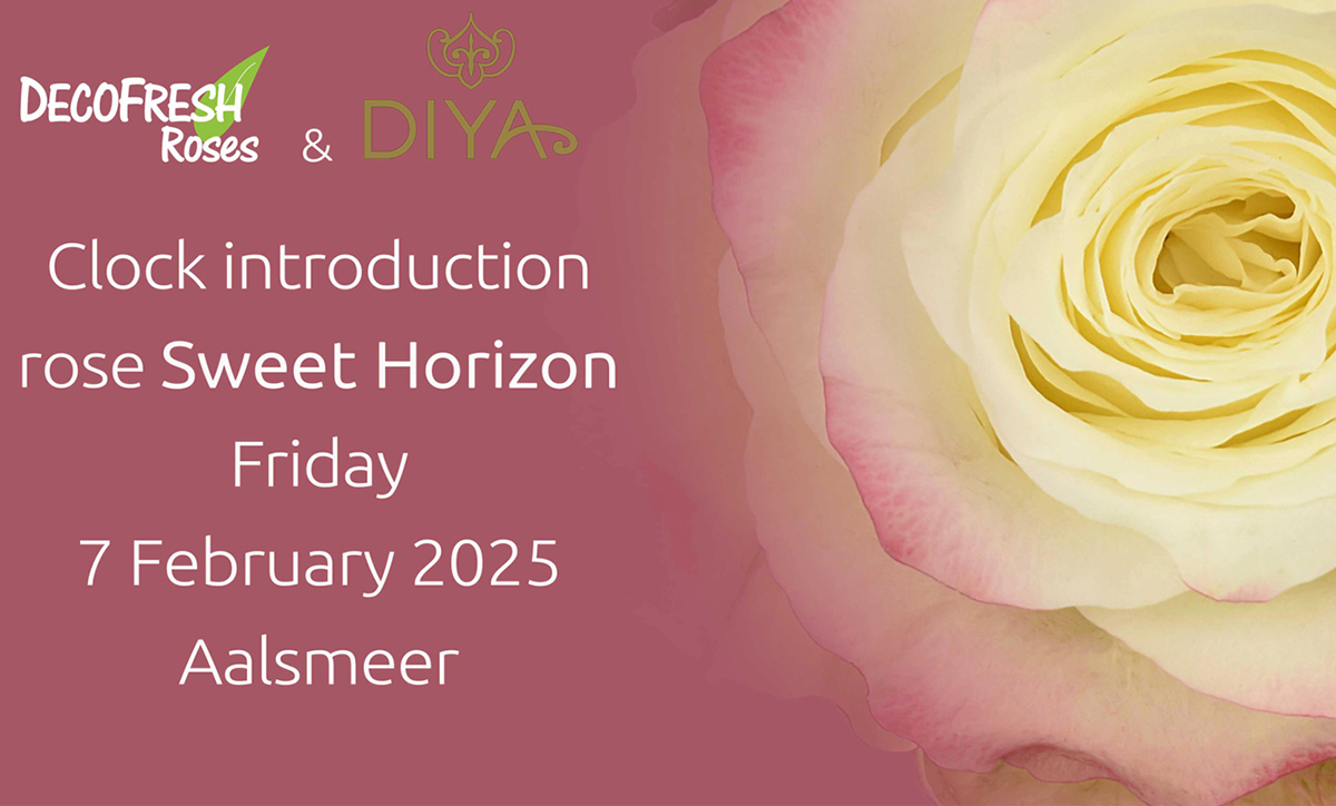 Decofresh Roses novelty Rose Sweet Horizon