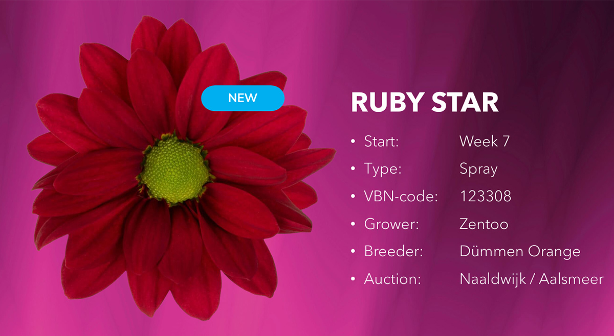 Zentoo novelty Chrysanthemum Ruby Star