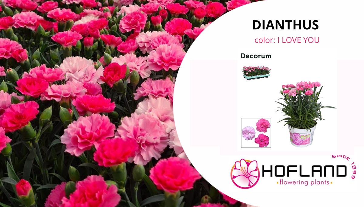 Hofland novelty Dianthus I Love You