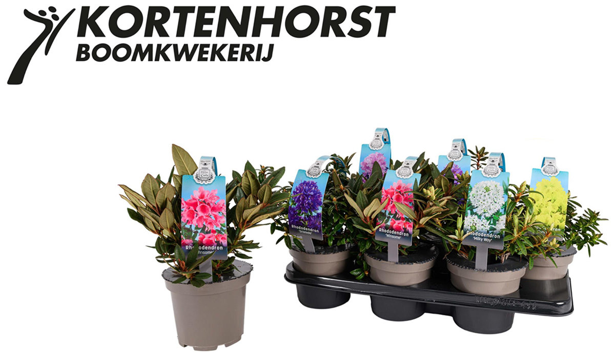 Kortenhorst Boomkwekerij novelty Dwarf Rhododendron