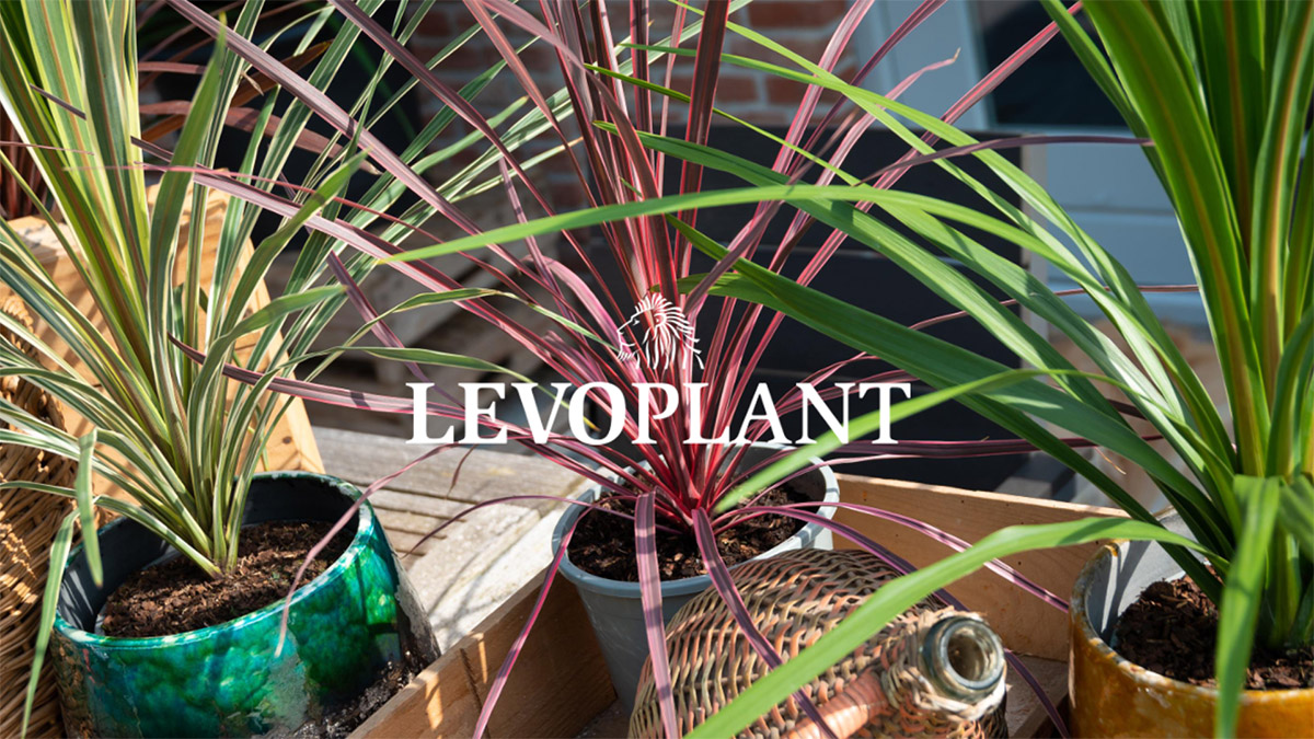 Levoplant novelty Cordyline Red Star