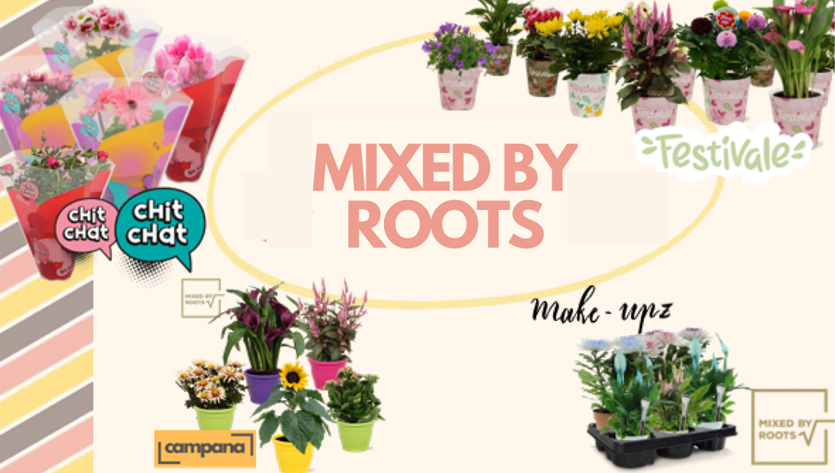 Mixed by Roots novelty Plants Mix