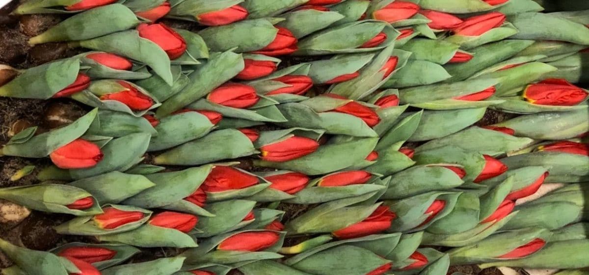Tulipa Brilliant Star - Cut Flowers - on Thursd for Peter's weekly Menu