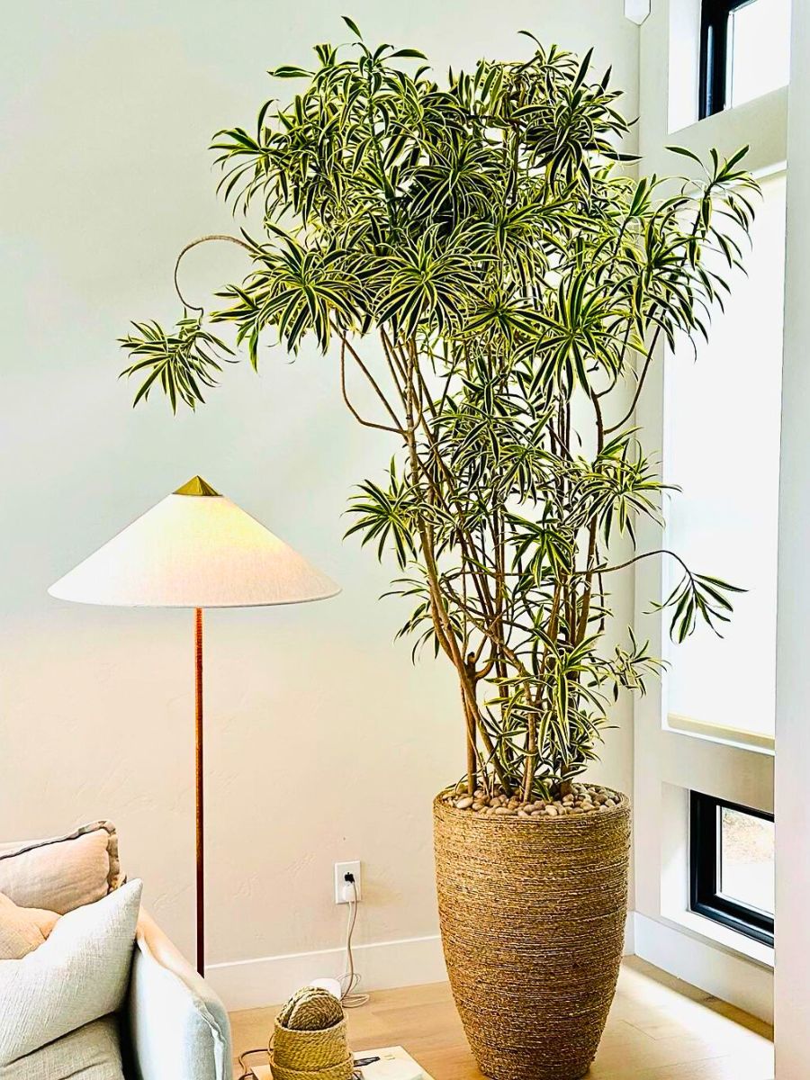 Large Dracaena plant in woven pot beside a floor lamp.