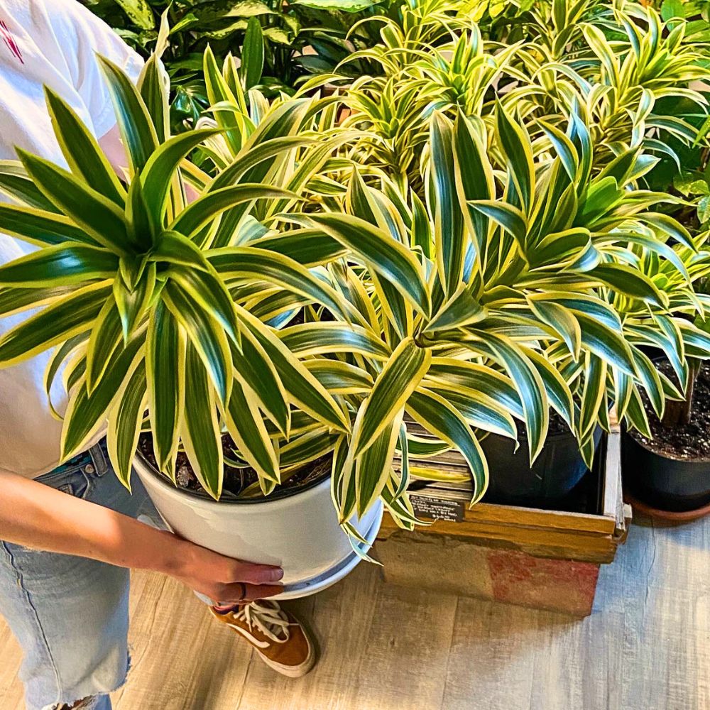 Person holding a vibrant Dracaena plant in a white pot.