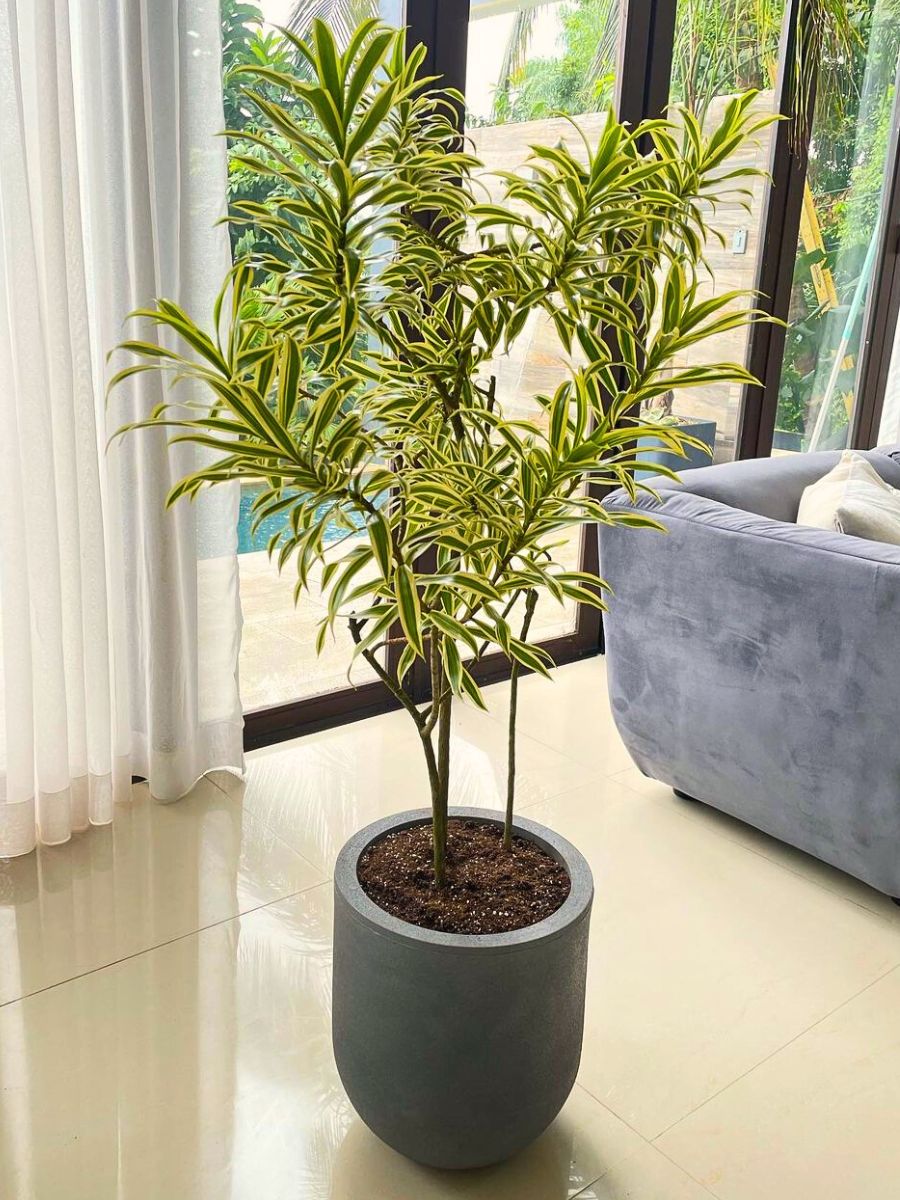 Dracaena plant in a modern gray pot near a glass window.