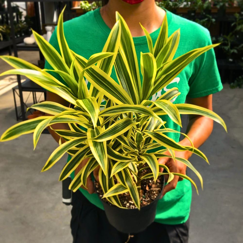 A boy standing and posing with Dracaena Reflexa 