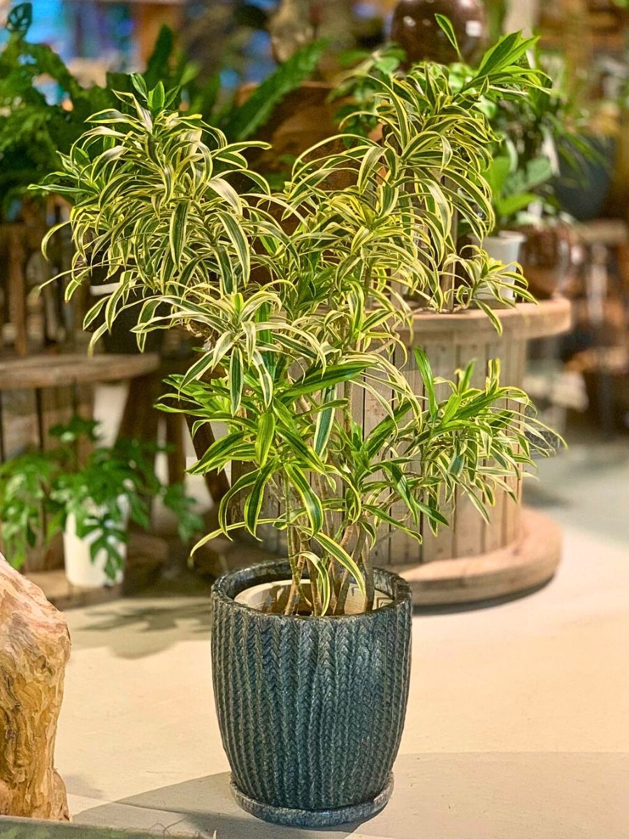 Dracaena reflexa plant in a textured black pot.