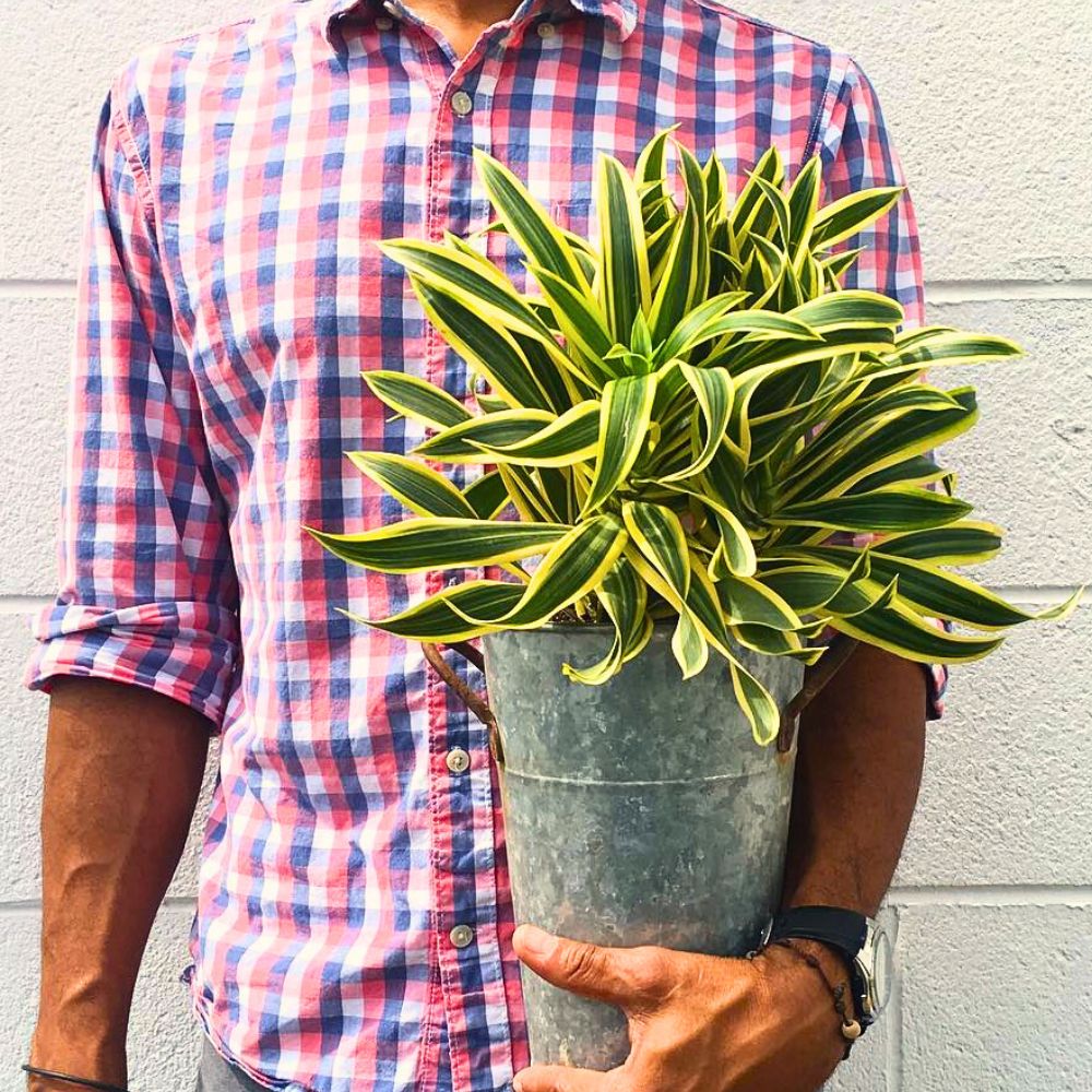 A man holding pot of Dracaena Reflexa 