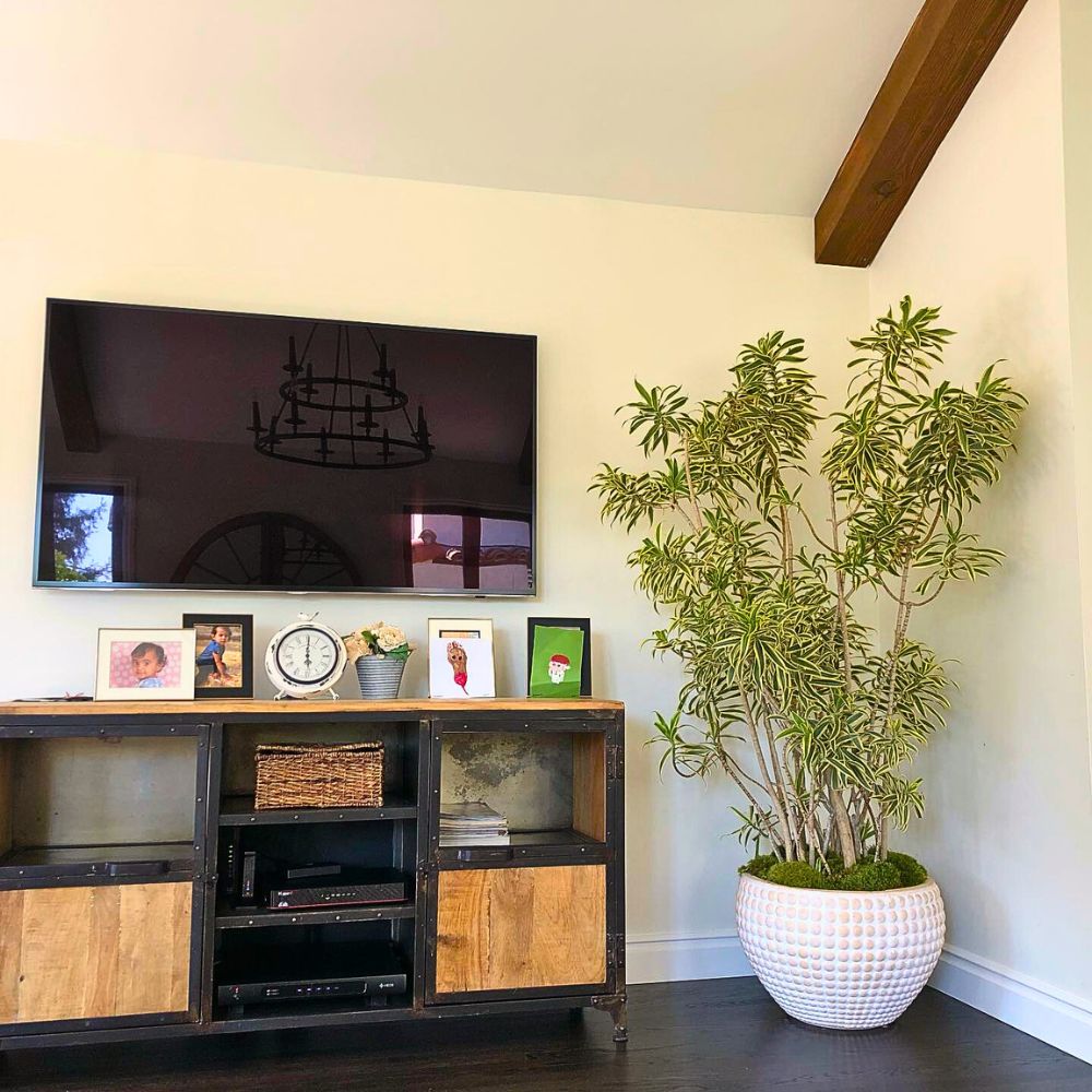 Modern living room with a tall potted indoor plant.