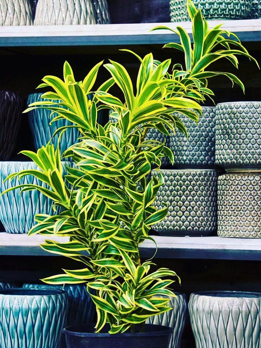 Dracaena Reflexa is decorated with multiple pots 