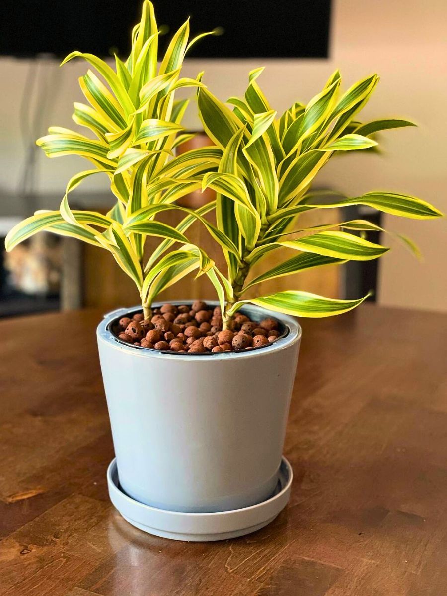 Dracaena Reflexa's plant pot is align in room