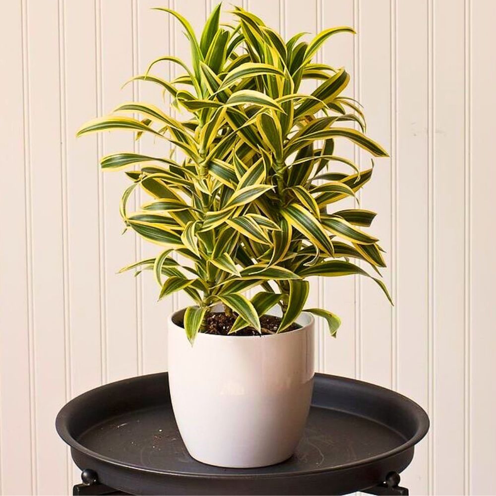 Dracaena Reflexa plant pot is align in big black plate